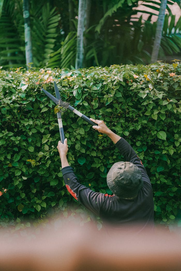 Adult gardener trims green hedge outdoors in Jakarta. Focus on foliage.